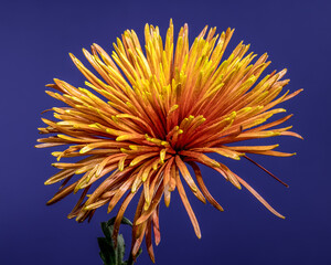 Vibrant Orange Spider Chrysanthemum Flower Against a Deep Blue Backdrop