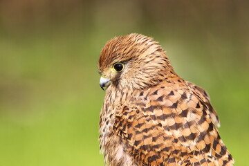 Obraz premium Common Kestrel (Falco tinnunculus) is a bird of prey that spreads on all continents in the world