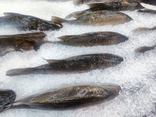 Fresh raw whole tilapia displayed on crushed ice.