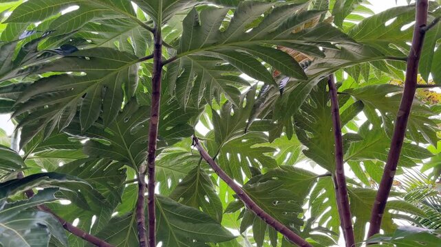 Low angle view of large tropical breadfruit tree leaves against bright sky