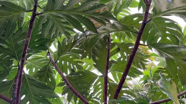 Low angle view of large tropical breadfruit tree leaves against bright sky