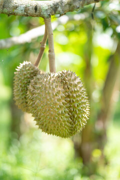 durian  growing from emergence.,Durian flowers are growing from the branches of the durian.	