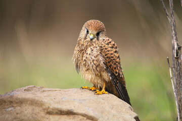 Obraz premium Common Kestrel (Falco tinnunculus) is a bird of prey that spreads on all continents in the world