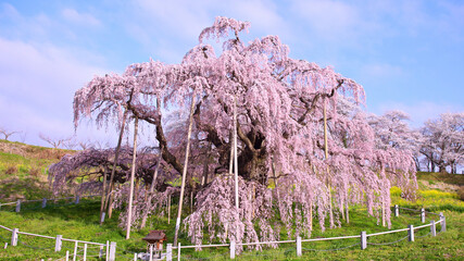 三春町　滝桜