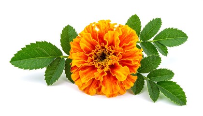 Vibrant orange marigold flower with green leaves