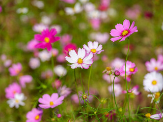 Obraz premium Close-up photo of colorful cosmos flowers (Cosmos bipinnatus) in full bloom in autumn