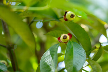 green mangosteen on a branch