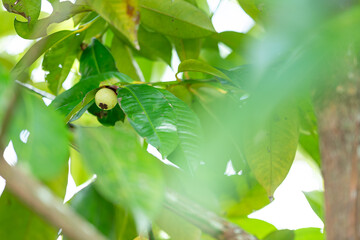green mangosteen on a branch