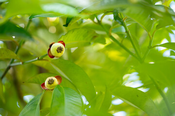 green mangosteen on a branch