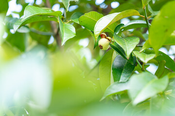 green mangosteen on a branch