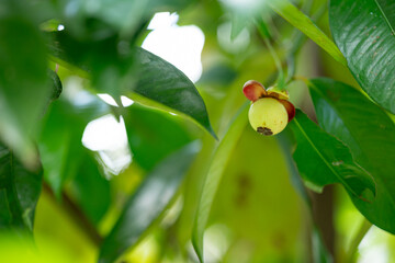 green mangosteen on a branch