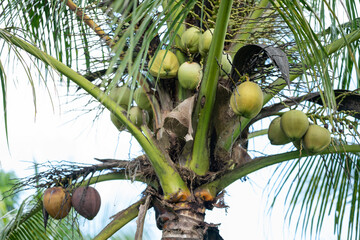 coconut tree with coconuts