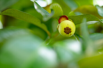 green mangosteen on a branch