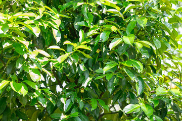 green mangosteen on a branch