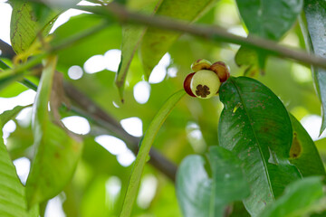 green mangosteen on a branch