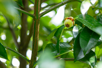 green mangosteen on a branch