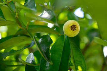 green mangosteen on a branch