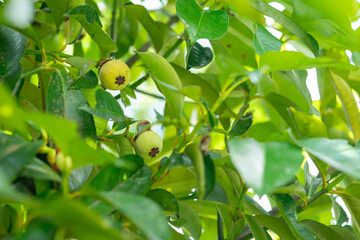 green mangosteen on a branch