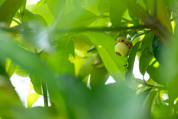 green mangosteen on a branch