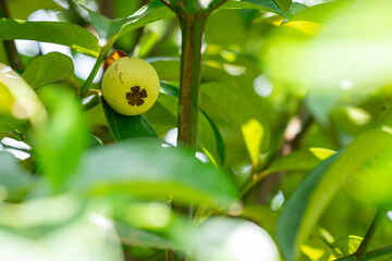green mangosteen on a branch