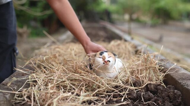 Playing with a cat on straw mulch in garden