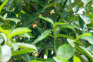 green mangosteen on a branch
