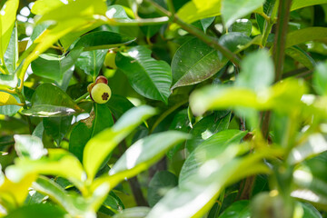 green mangosteen on a branch