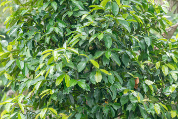 green mangosteen on a branch