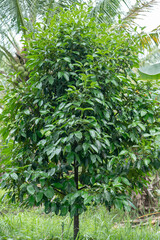 green mangosteen on a branch
