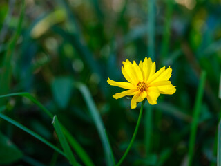 Obraz premium Close-up photo of yellow cosmos flowers (Cosmos sulphureus) in full bloom in autumn