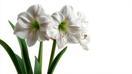 Fototapeta premium Graceful white amaryllis blooms rise from healthy green stems, creating a serene botanical display Generative AI
