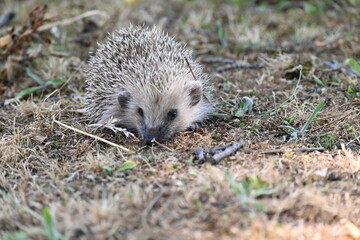 Fototapeta premium Free hedgehog in nature