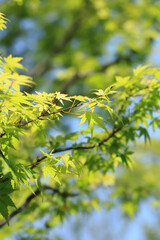 Fresh green leaves swaying in the wind under the refreshing blue sky of early summer, a landscape of early summer in Japan