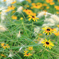Garden filled with cute yellow flowering brown-eyed susan, square background