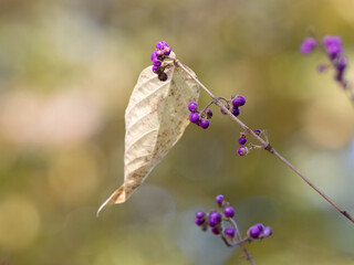 ヤブムラサキの枯れ葉と実