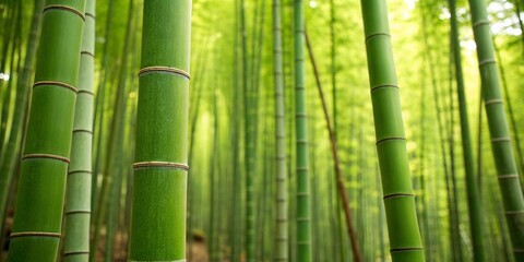 Obraz premium Intertwined bamboo culms form a seamless organic pattern with rhythmic green texture, ideal for tropical wallpaper, Asian design, eco backgrounds, botanical decor, and natural abstract illustrations.