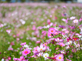 Fototapeta premium Landscape view of a field with colorful cosmos flowers 