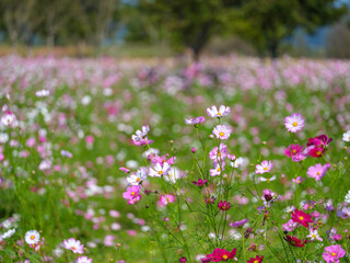 Landscape view of a field with colorful cosmos flowers 