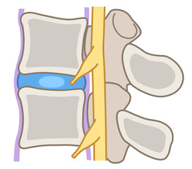 椎間板の構造　腰椎椎間板ヘルニア