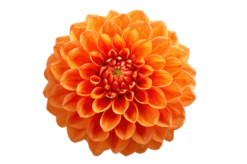 A large orange flower with a white background