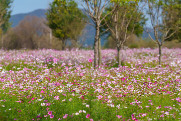 Fototapeta premium Landscape view of a field with colorful cosmos flowers in full bloom in autumn
