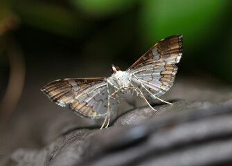 大理石のような美しい翅デザインのマメノメイガが擬木柵にとまる（自然環境下昆虫類マクロ撮影）
