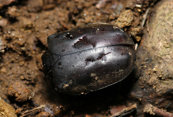 突っつかれたような傷だらけの死んだカブトムシの上翅甲羅部分（アウトドアフィールド昆虫マクロ撮影）