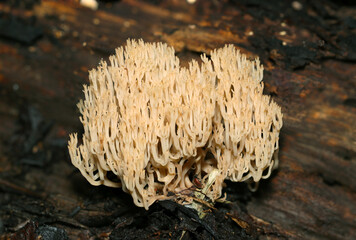 海に生息するサンゴのようにフサフサと美しいフサヒメホウキタケ属キノコ（自然下菌キノコ類マクロ撮影）