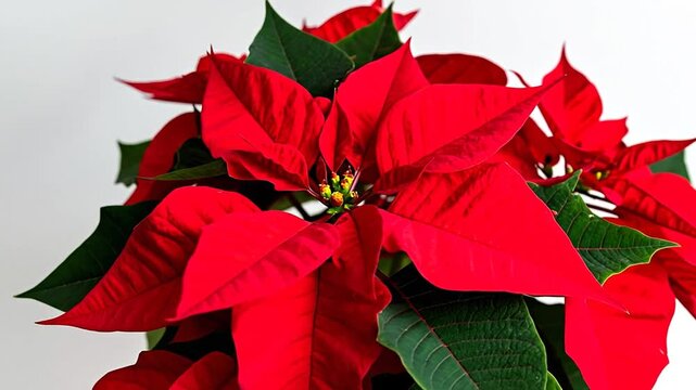 Close-up of a festive flowering plant with vibrant red bracts and deep green leaves
