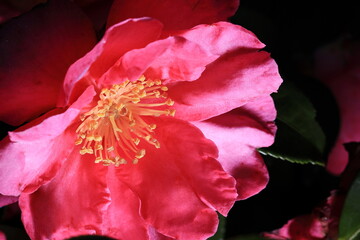 初冬に咲いたサザンカ	