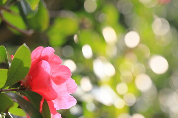 初冬に咲いたサザンカ	