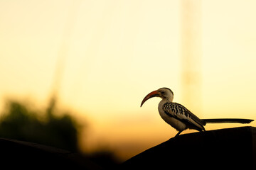 Northern Red-billed Hornbill is found across Sub-Saharan Africa | Tockus erythrorhynchus | Golden hour