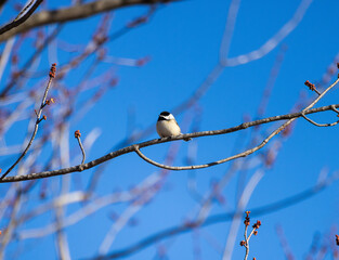 Wide Shot Of A Black-capped Chickadee Perched