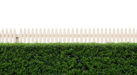 Isolated Green Hedge and White Picket Fence on White Background